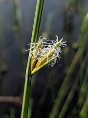 Schoenoplectus torreyi
