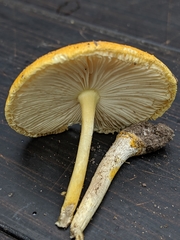Amanita flavivolva