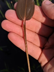 Potamogeton pulcher