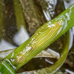 Phyllaplysia taylori