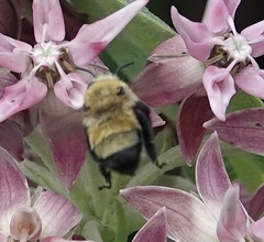 Anthophora bomboides