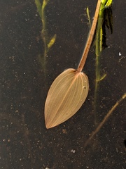 Potamogeton pulcher
