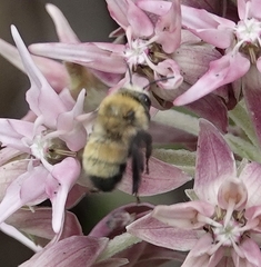 Anthophora bomboides