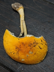 Amanita flavivolva