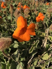 Thunbergia gregorii