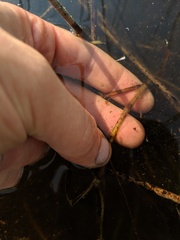 Potamogeton pulcher