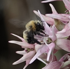 Anthophora bomboides