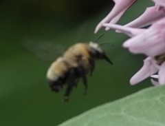 Anthophora bomboides