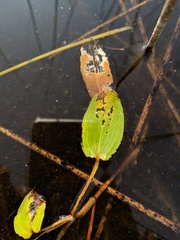 Potamogeton pulcher