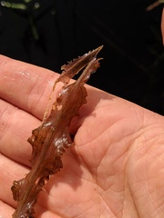Potamogeton pulcher