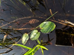 Potamogeton pulcher