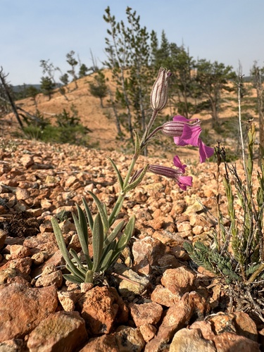 Silene petersonii, photograph 6