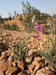 Silene petersonii, photograph (c) Matt Berger, some rights reserved (CC BY)