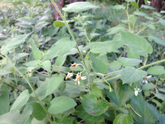 Solanum lyratum
