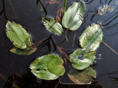 Potamogeton pulcher