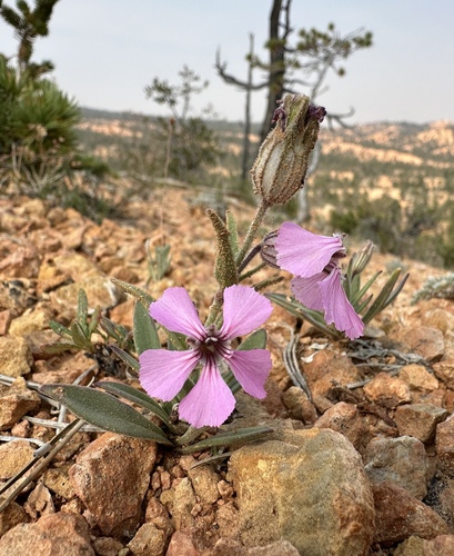Silene petersonii, photograph 5
