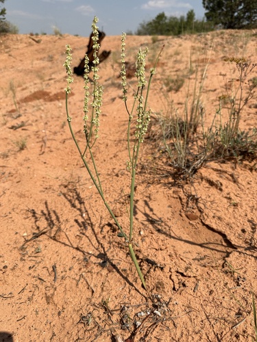 Image of Eriogonum zionis by (c) Matt Berger, some rights reserved (CC BY)