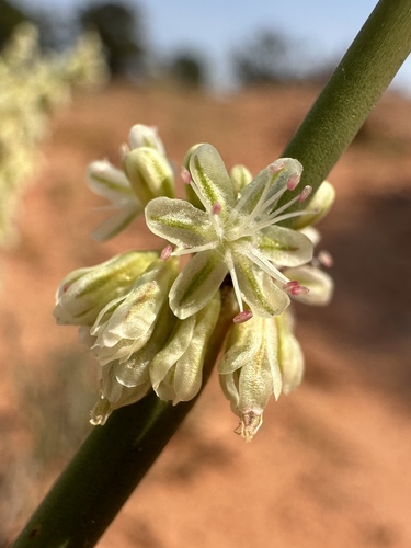 Image of Eriogonum zionis by (c) Matt Berger, some rights reserved (CC BY)
