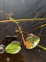Potamogeton pulcher
