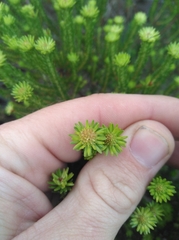 Agathosma stenopetala