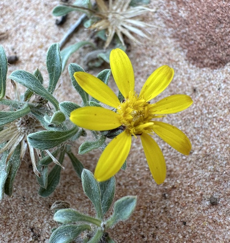 Image of Heterotheca jonesii by (c) Matt Berger, some rights reserved (CC BY)