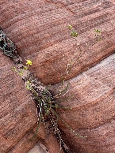 Image of Ivesia sabulosa by (c) Matt Berger, some rights reserved (CC BY)