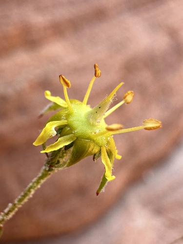 Image of Ivesia sabulosa by (c) Matt Berger, some rights reserved (CC BY)