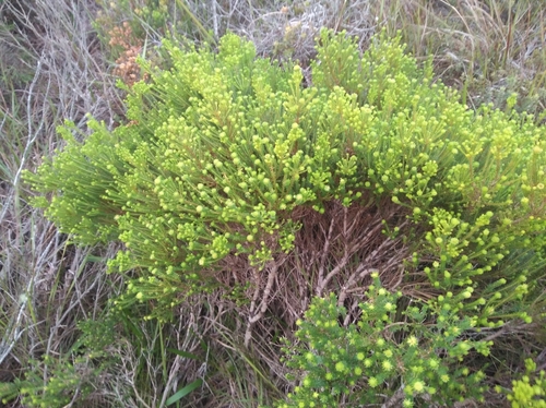 Image of Agathosma stenopetala by (c) Brian du Preez, some rights reserved (CC BY-SA)