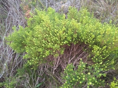 Agathosma stenopetala