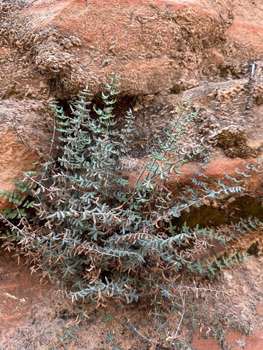 Image of Pellaea wrightiana by (c) Matt Berger, some rights reserved (CC BY)