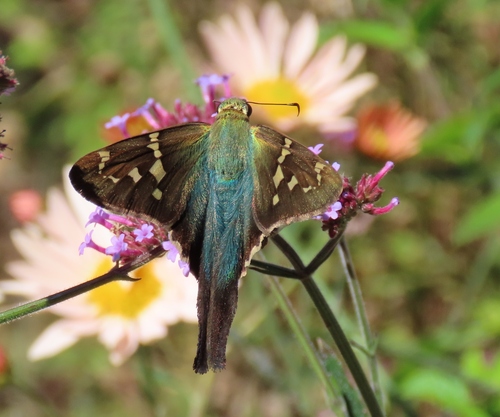Long-tailed Skipper, Stark County, OH, USA, photo 9 of 10