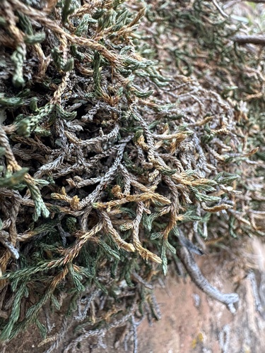 Image of Selaginella underwoodii by (c) Matt Berger, some rights reserved (CC BY)
