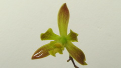 Encyclia
