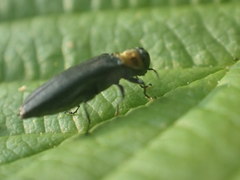 Agrilus ruficollis