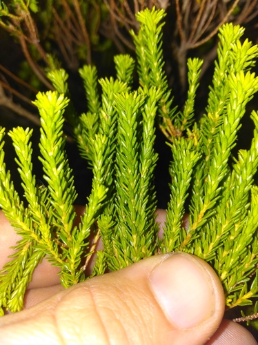 Image of Agathosma stenopetala by (c) Brian du Preez, some rights reserved (CC BY-SA)