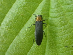 Agrilus ruficollis