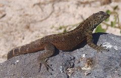 Microlophus delanonis