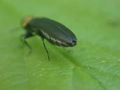 Agrilus ruficollis