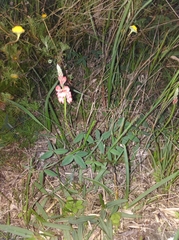 Indigofera sinusalgoae