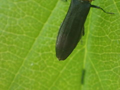Agrilus ruficollis