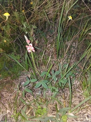 Indigofera sinusalgoae