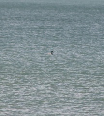 Aechmophorus clarkii