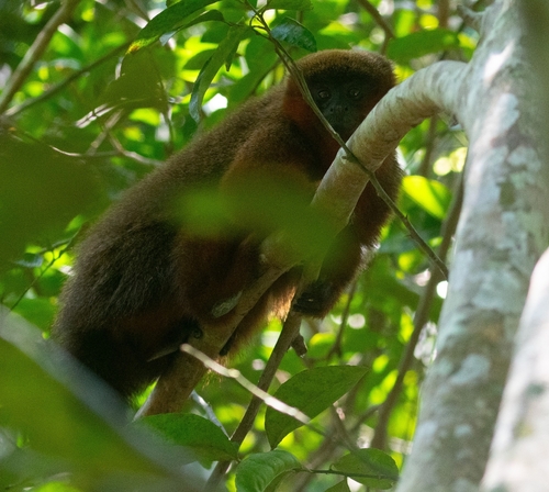 Toppin's Titi
