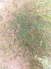 Indigofera sinusalgoae