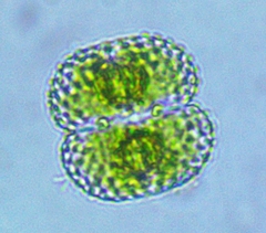 Cosmarium punctulatum