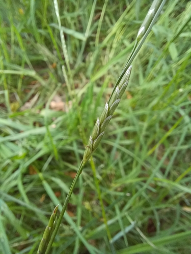 Image of Glyceria declinata by no rights reserved