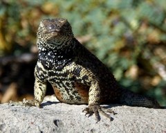 Microlophus delanonis