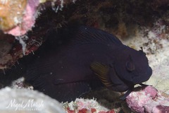 Hosokawa's Coral Blenny photo 4