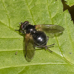 Blera nigra