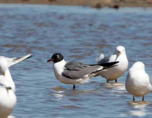 Laughing Gull photographed in Illinois